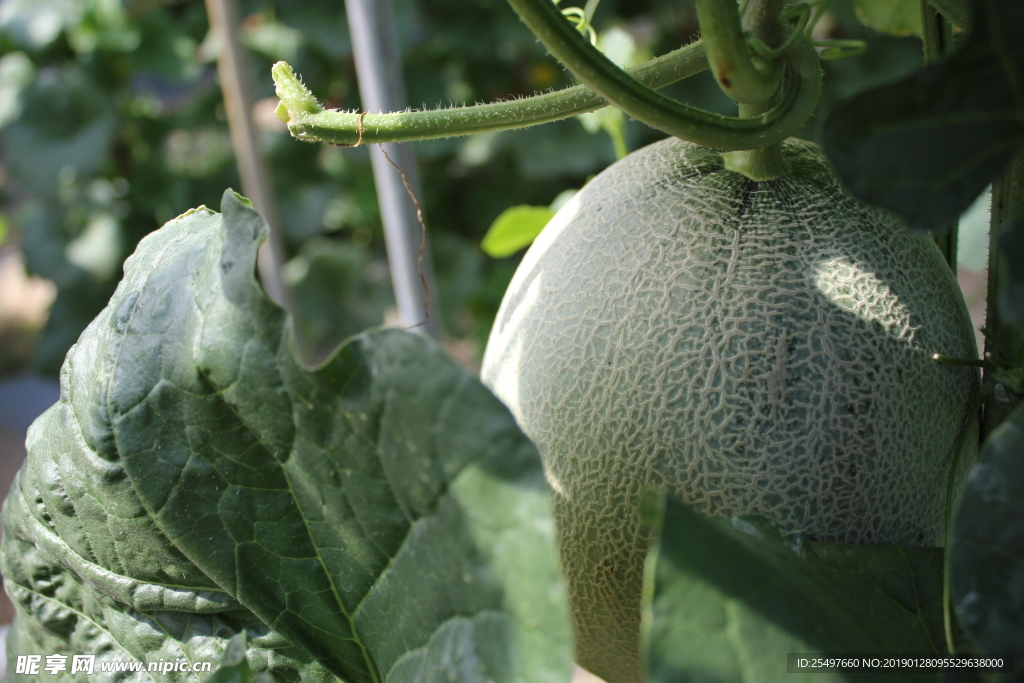 哈密瓜 网纹瓜 热带水果 水果