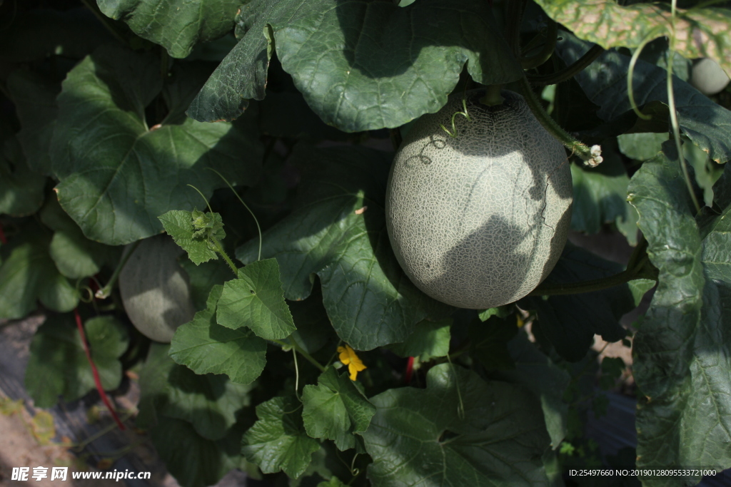 哈密瓜 网纹瓜 热带水果 水果