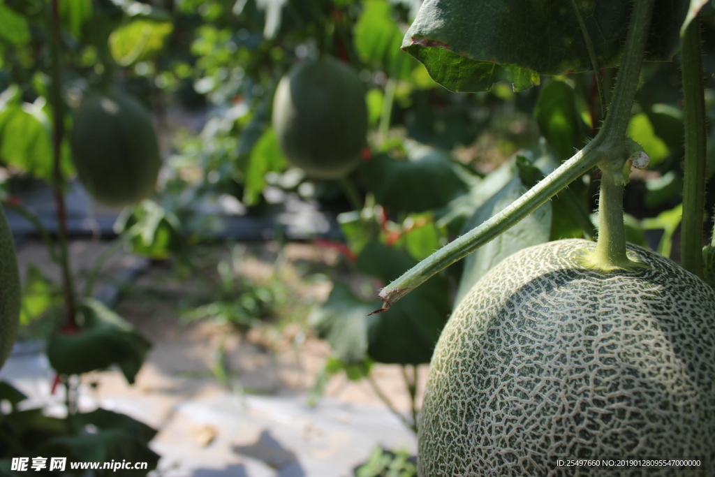 哈密瓜 网纹瓜 热带水果 水果