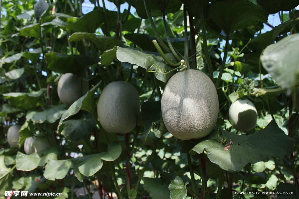 哈密瓜 网纹瓜 热带水果 水果