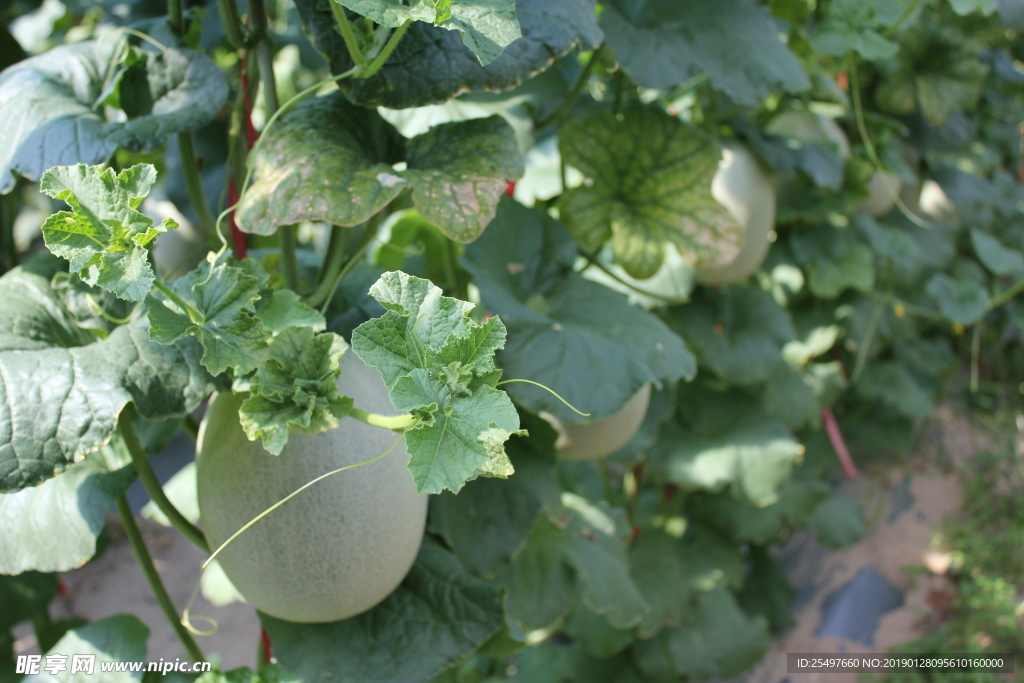 哈密瓜 网纹瓜 热带水果 水果