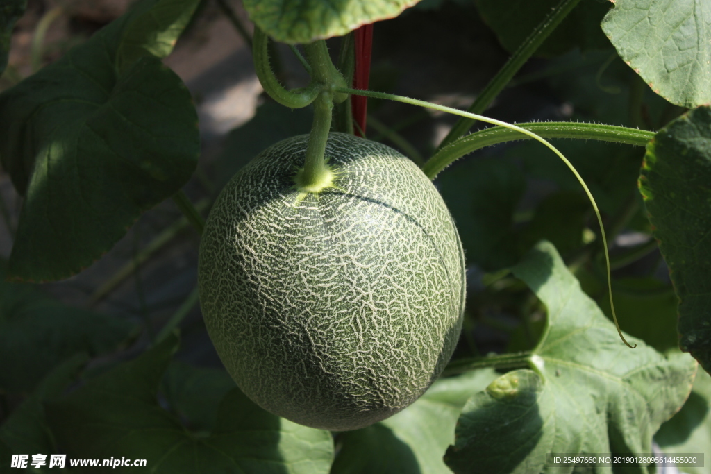 哈密瓜 网纹瓜 热带水果 水果