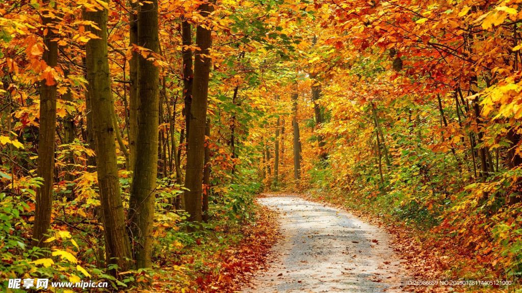 枫林叶子 森林图