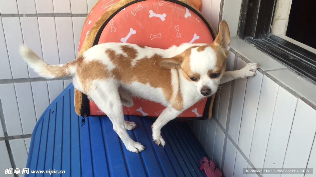 想尽办法逃狱的狗子