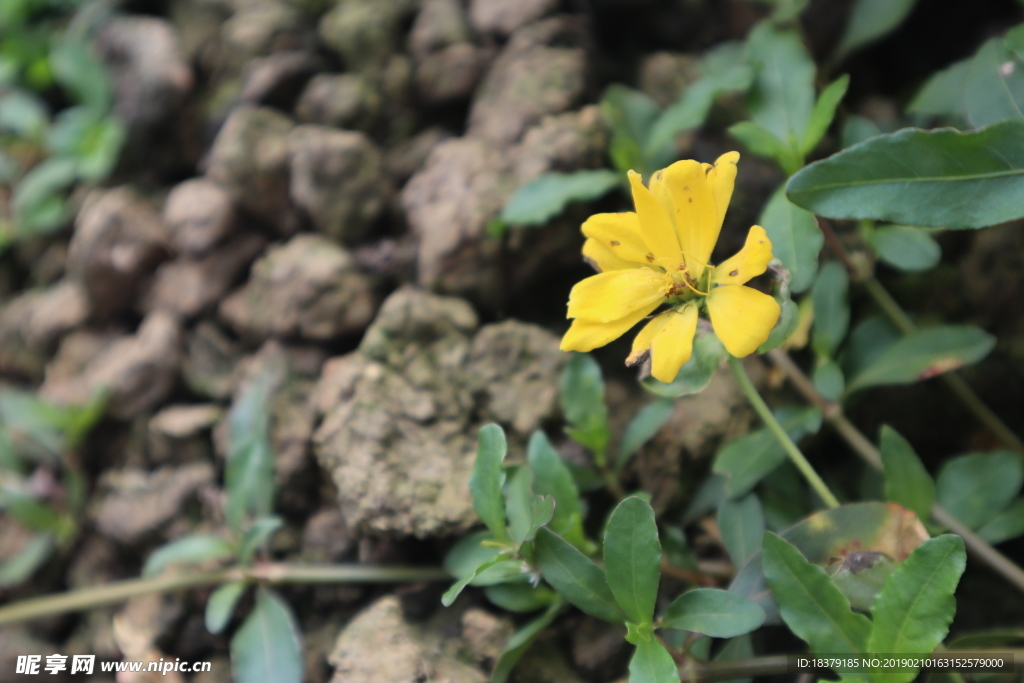 黄色小花