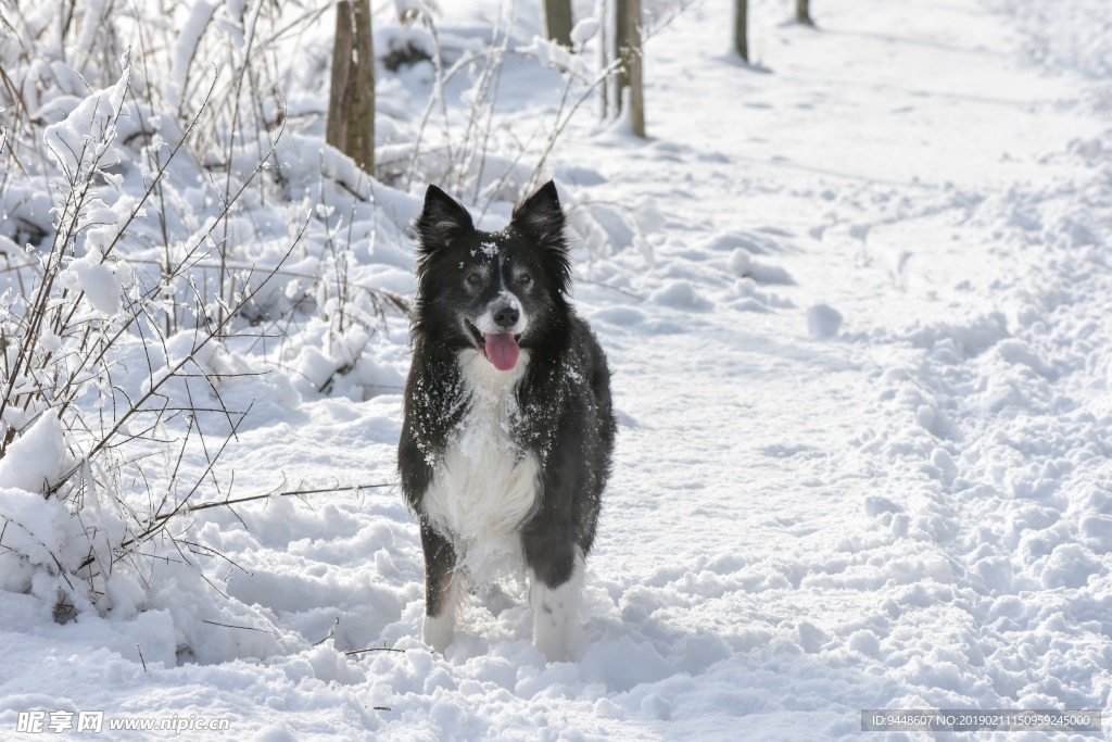 雪地宠物狗图片