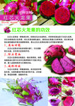 红芯火龙果功效
