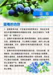 蓝莓功效海报