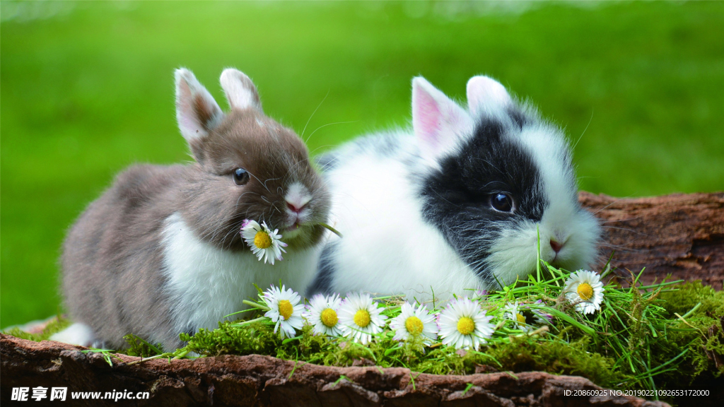 可爱的小兔子图片