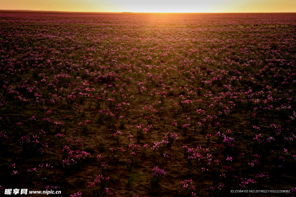 晨曦的马兰花草原