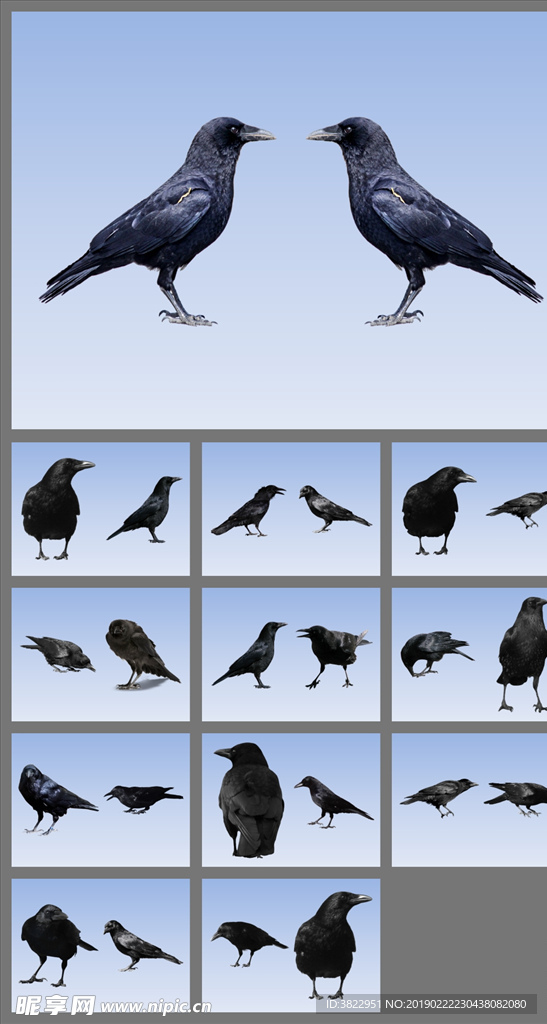 免抠乌鸦图片