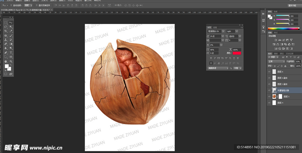 手剥山核桃 手绘图 核桃
