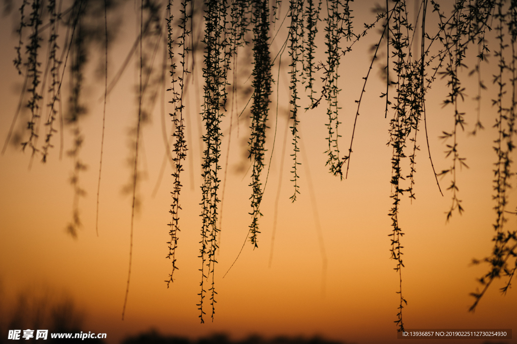残阳垂柳