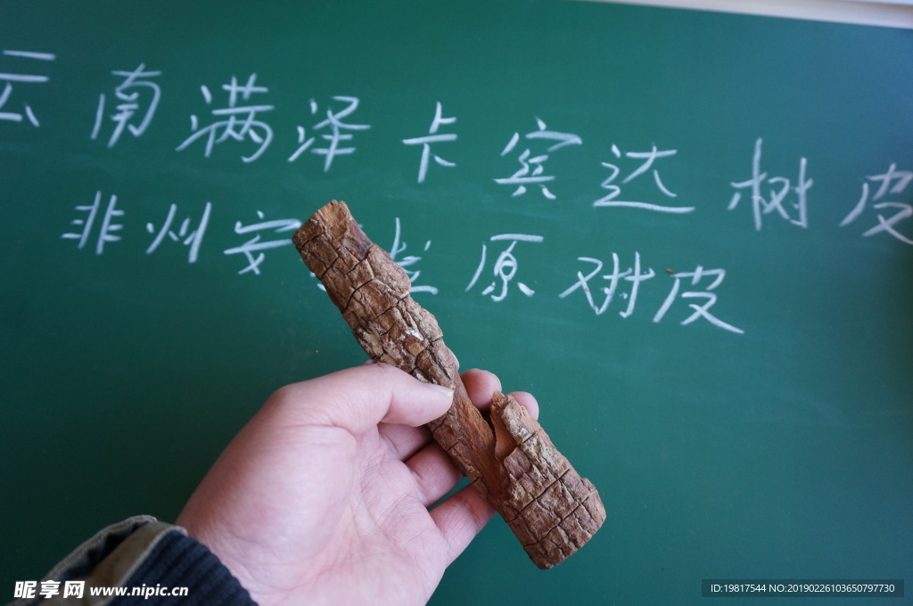 云南满泽安哥拉卡宾达树皮