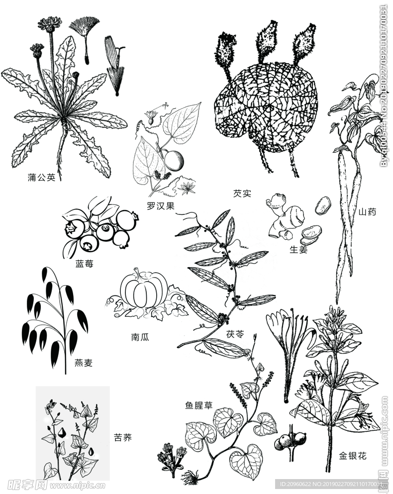 蒲公英罗汉果芡实茯苓山药抠图
