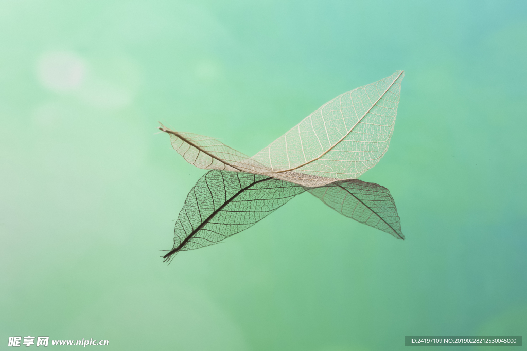 湖面上的叶脉书签