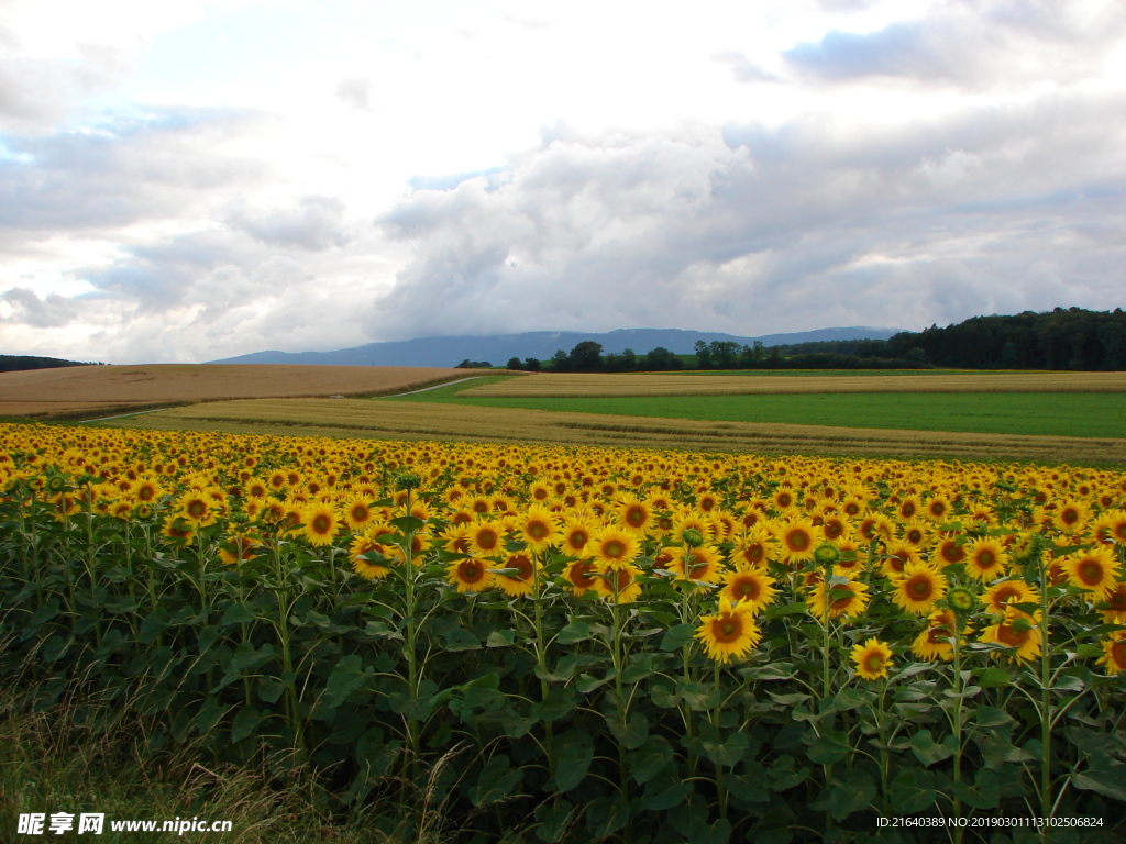 美丽的向日葵地