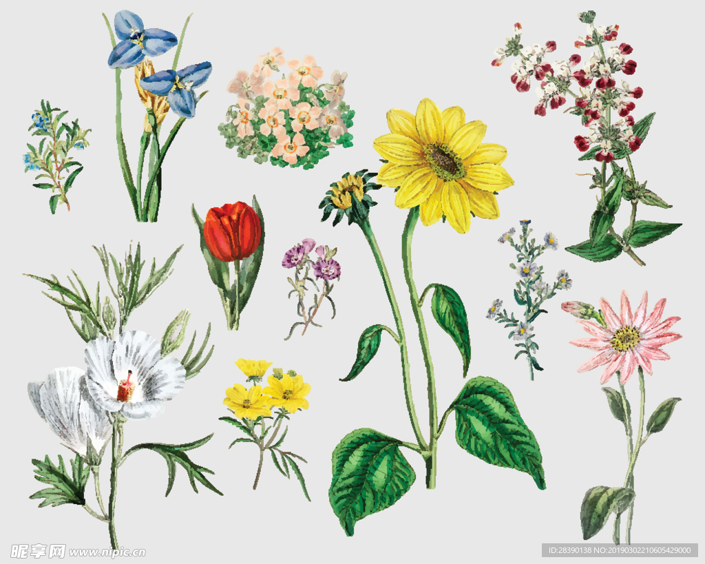 手绘花朵     兰花   菊