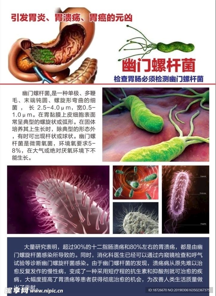 幽门螺杆菌宣传单页
