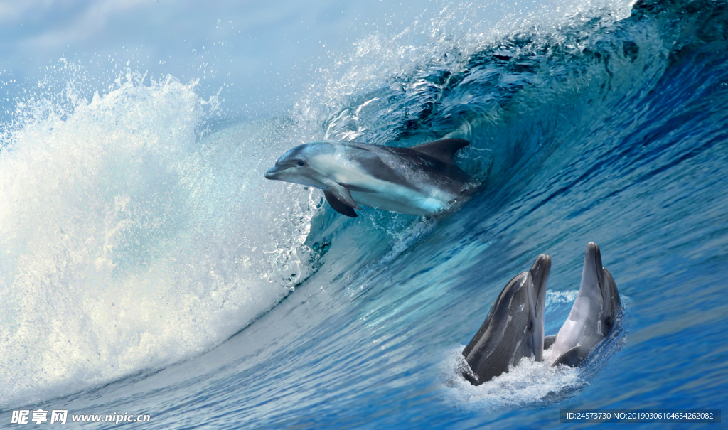 海洋蓝色海豚分层图