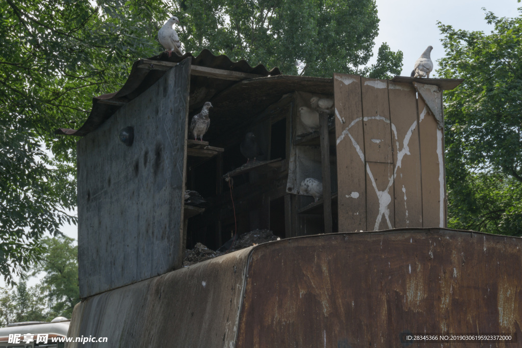 废弃鸽棚
