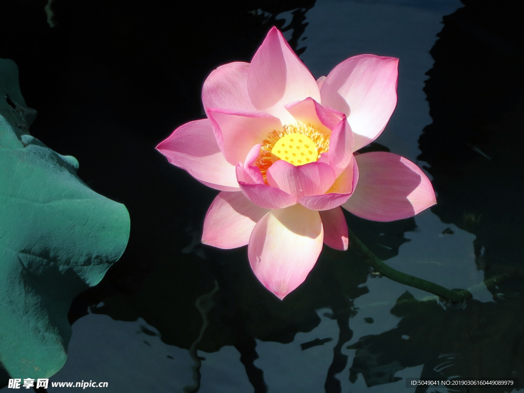 阳光下盛开的粉红色荷花