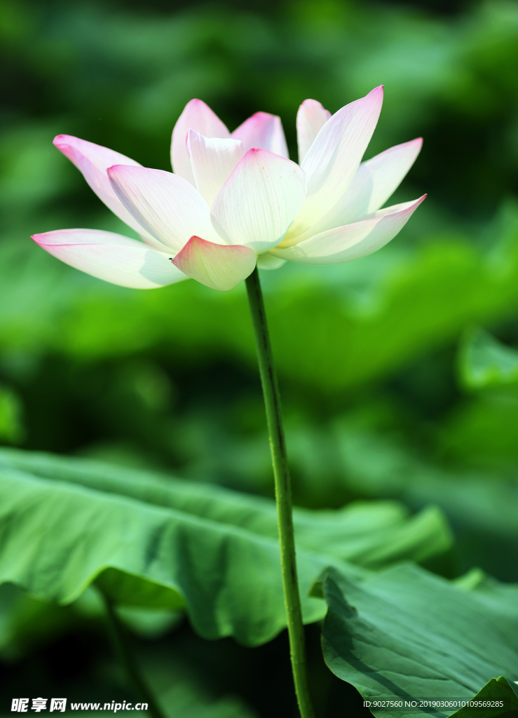 五台县 建安乡 荷花 摄影