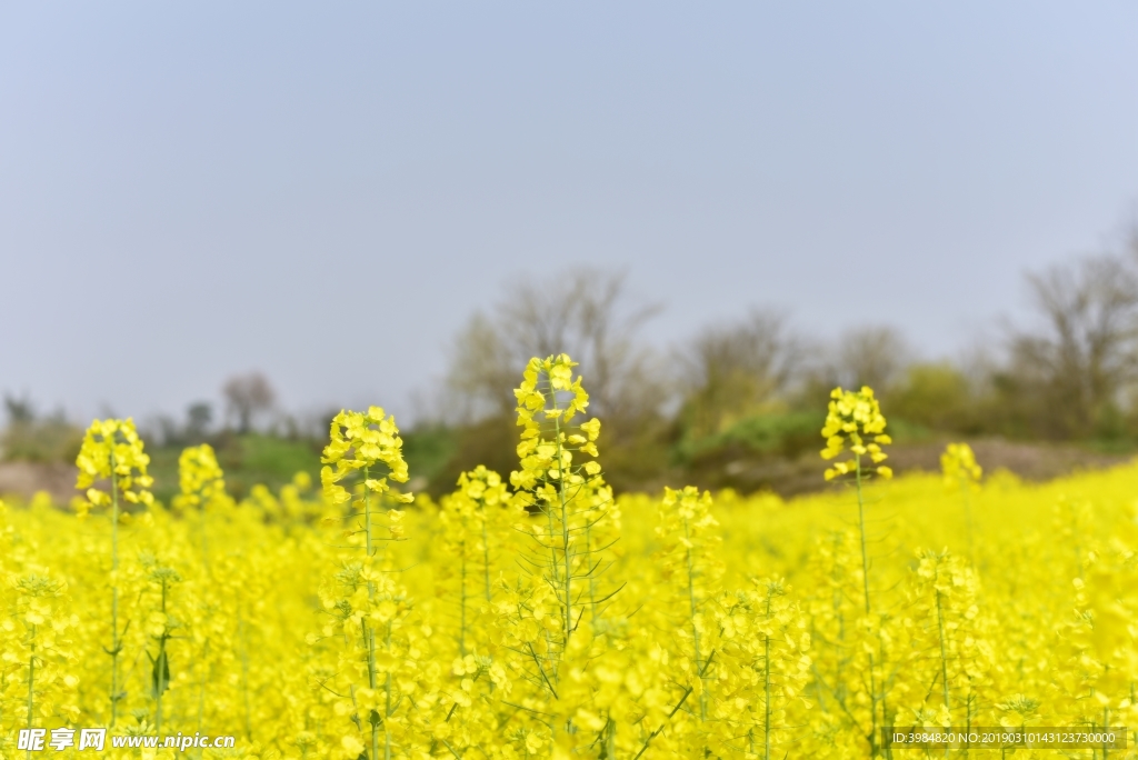 油菜    油菜花  黄色背景