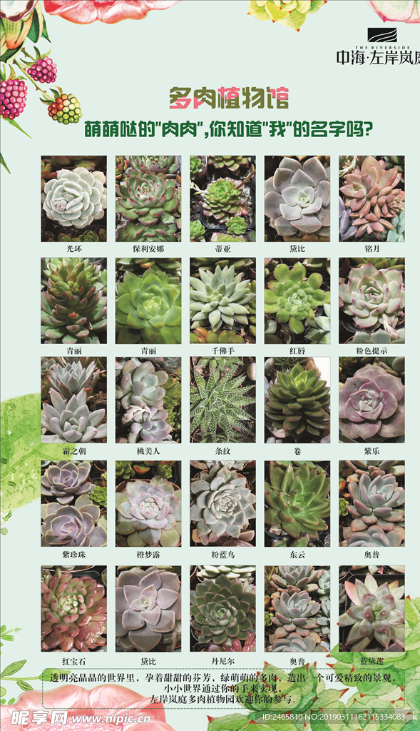 绿植多肉DIY 绿植 多肉