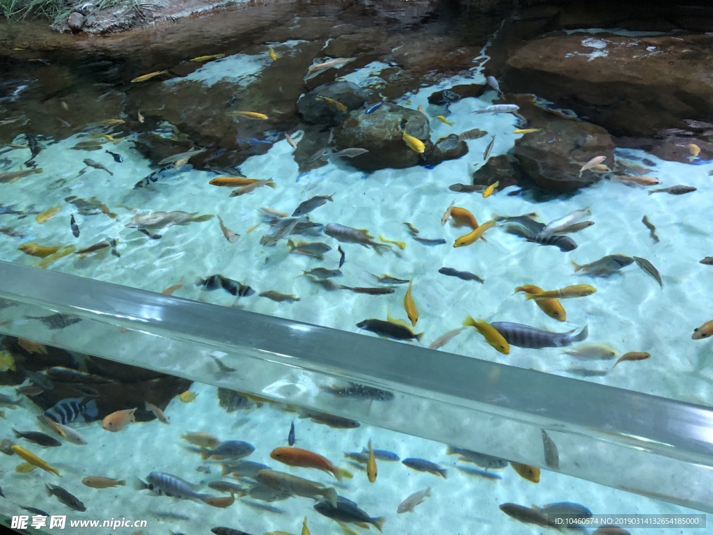 鱼群穿梭
