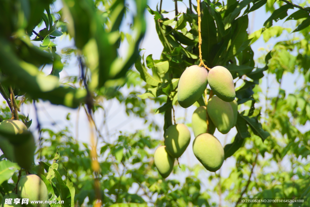 台农芒果树