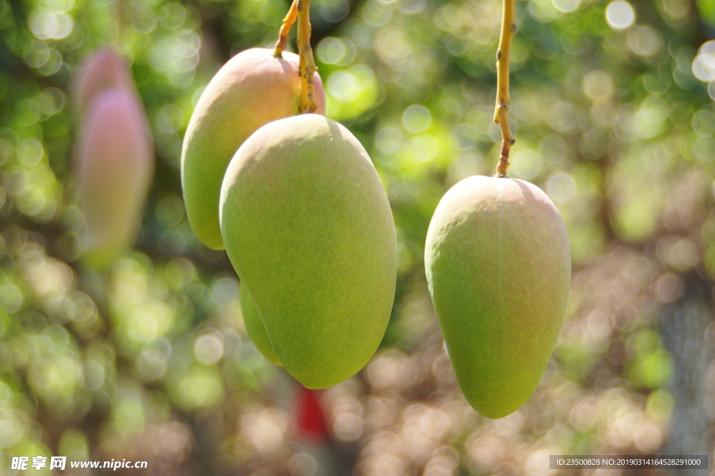 台农芒果树