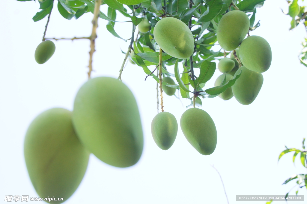 台农芒果树