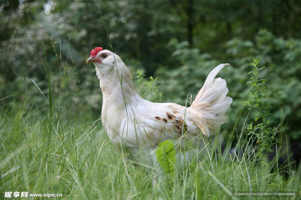 鸡图片