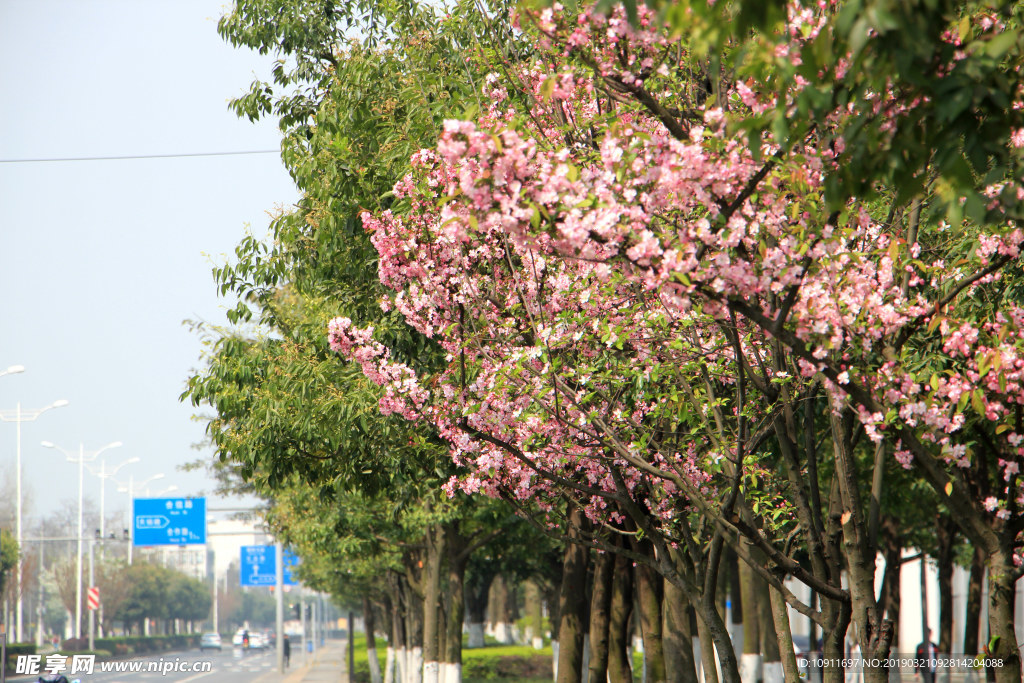 成都 樱花