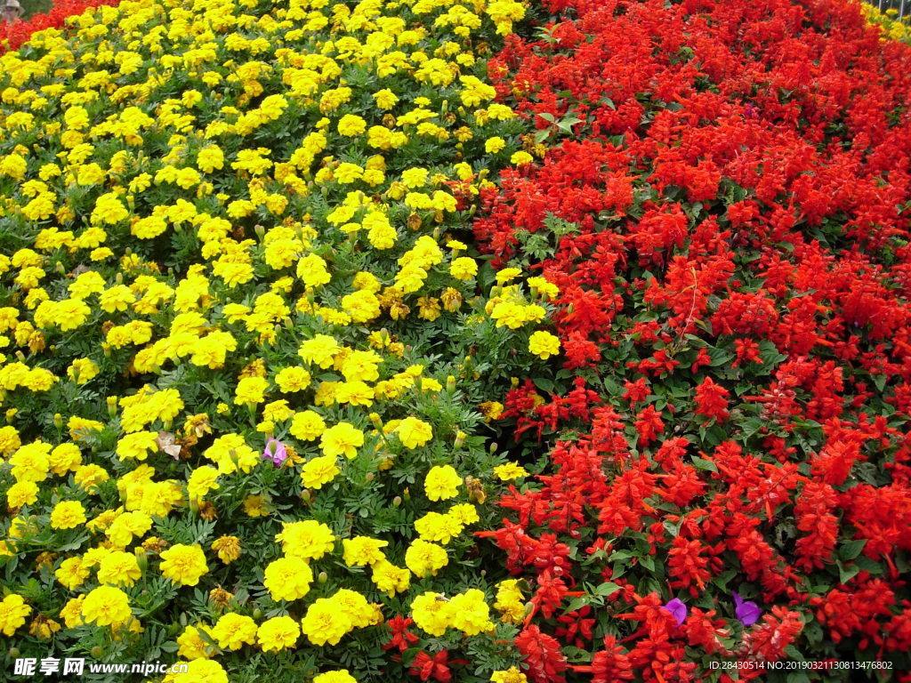 花朵鲜花黄花红花串红