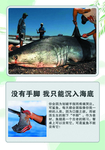 科普 展板 海洋动物海洋生物