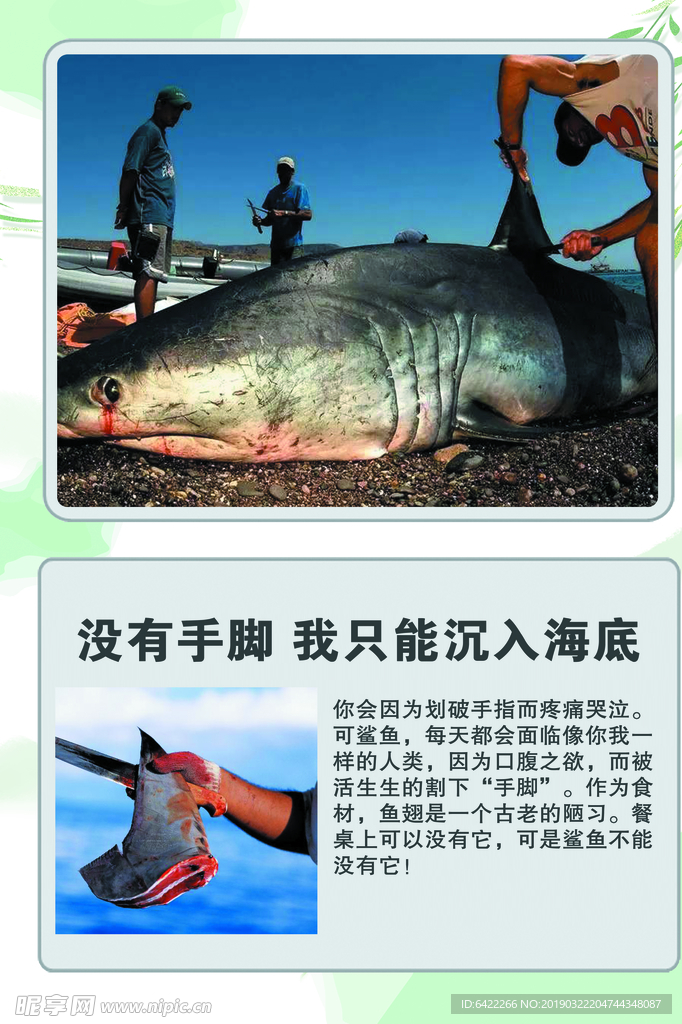 科普 展板 海洋动物海洋生物