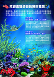 科普 展板 海洋动物海洋生物