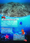 科普 展板 海洋动物海洋生物