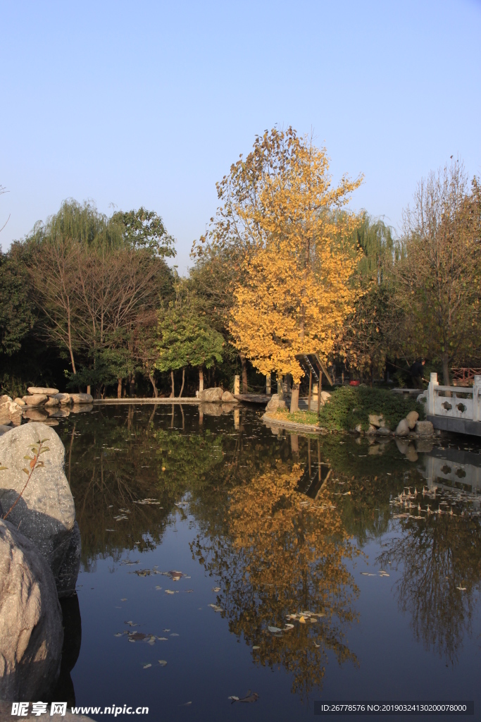 秋天的水池银杏