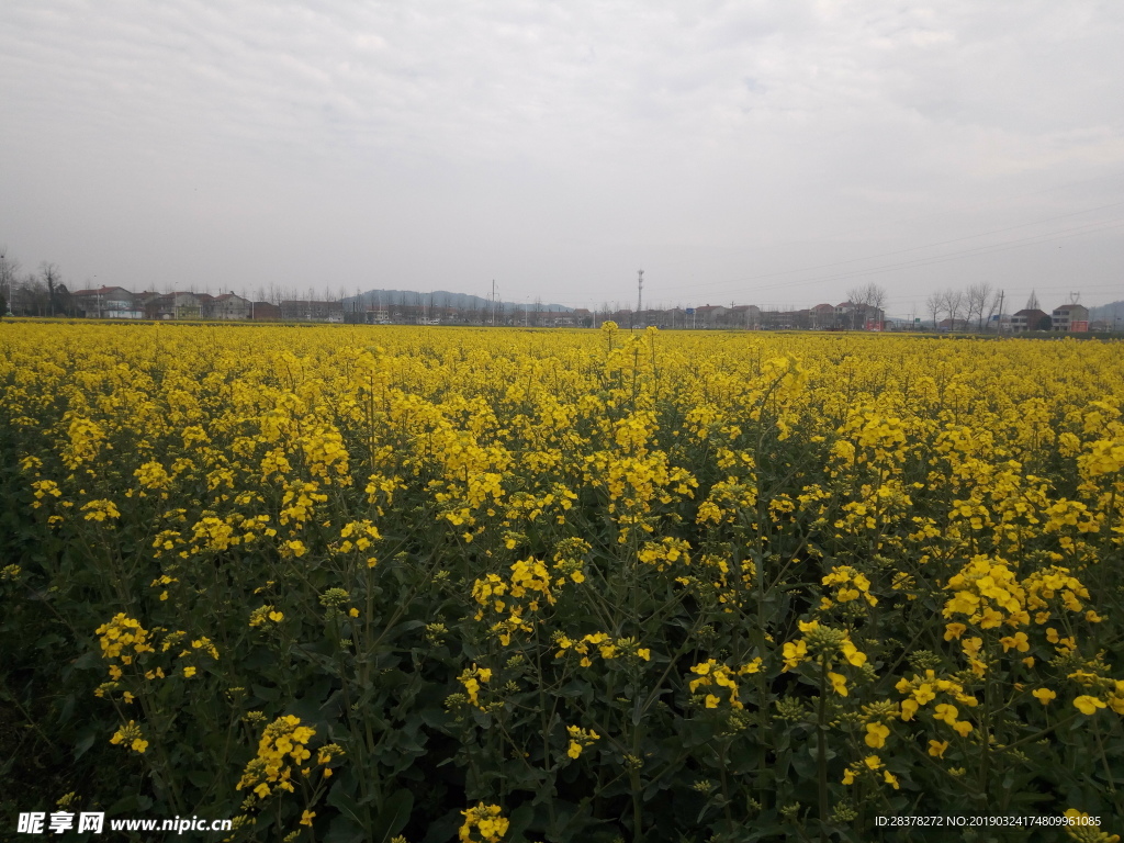 油菜花地