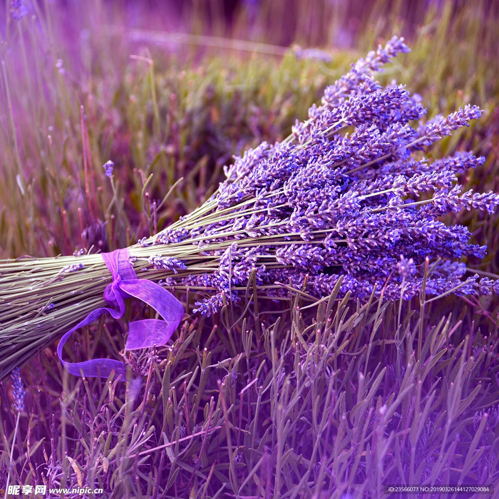 薰衣草地摄影风景