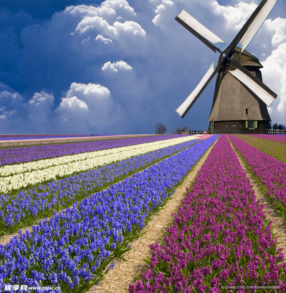 薰衣草地摄影风景