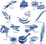 香料矢量图  茴香 姜 香叶