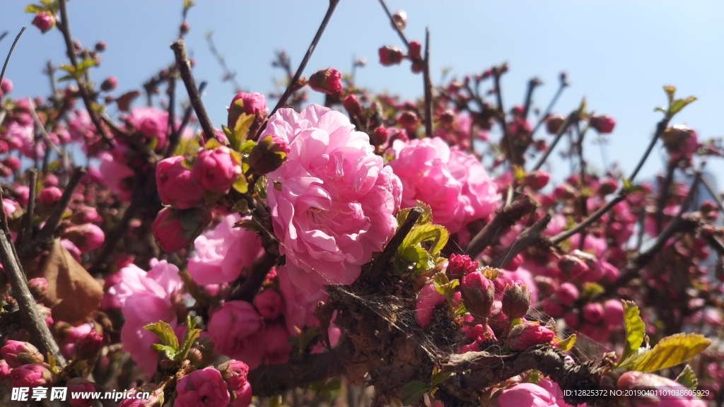 兰州春天路边实拍榆叶梅开花