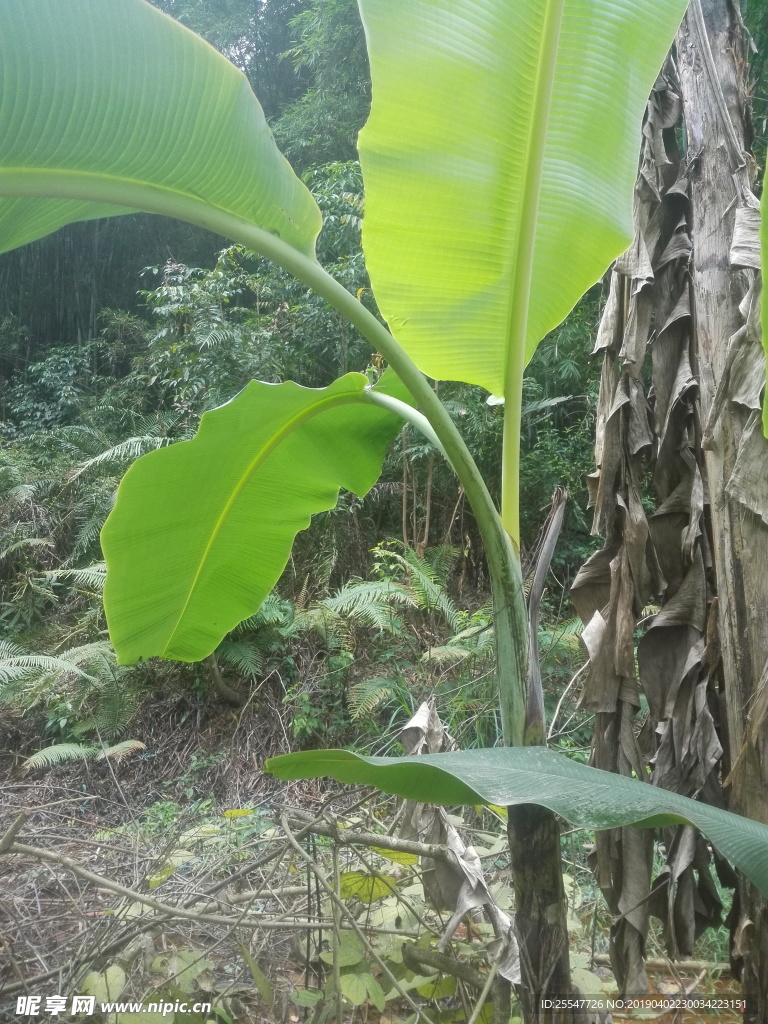 香蕉树 芭蕉叶 绿叶 植物
