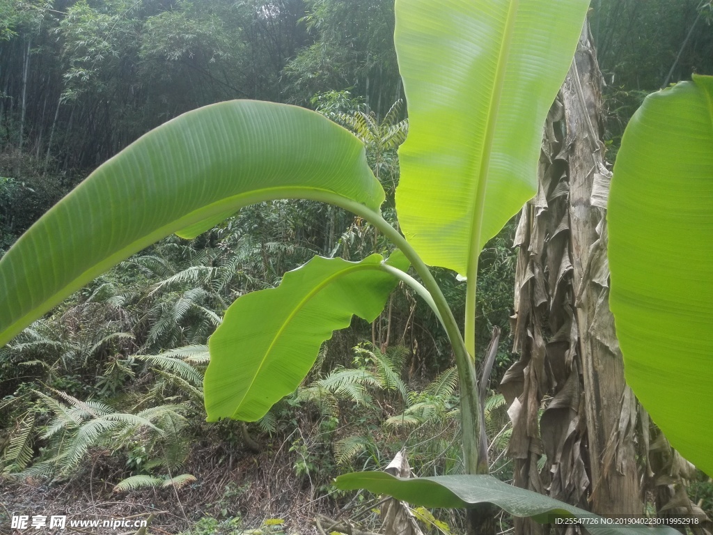 芭蕉叶