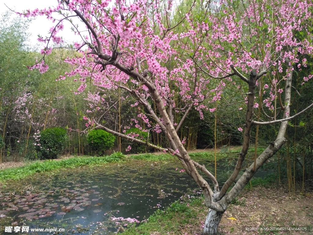 池塘桃花