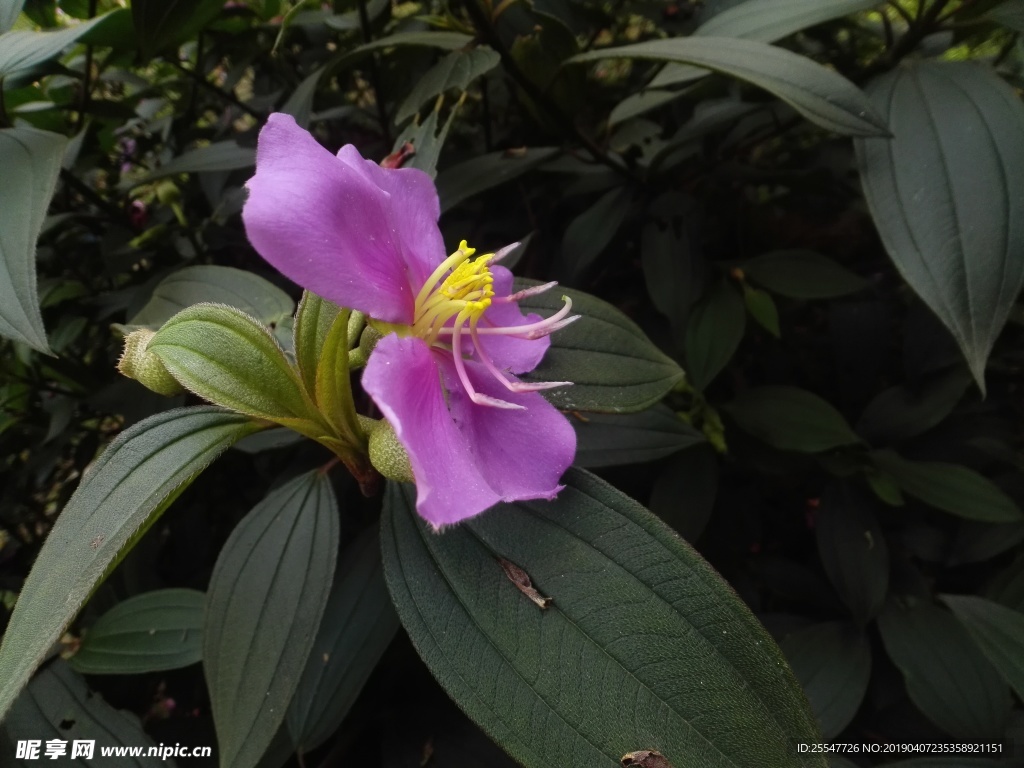 毛菍 射牙郎 叶 绿叶  花草
